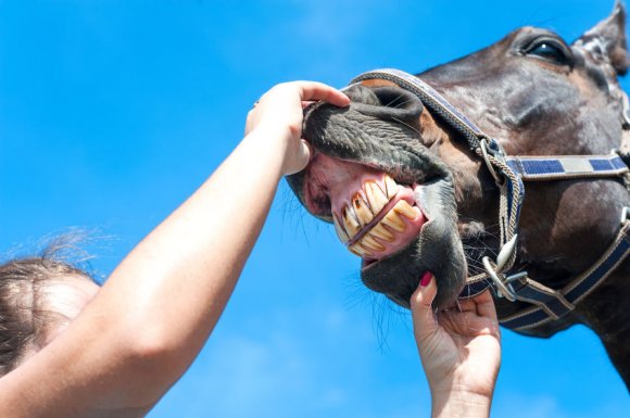 Examens d'achats chevaux