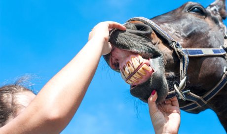 Examens d'achats chevaux